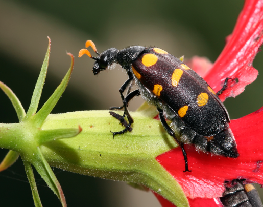 blister beetle