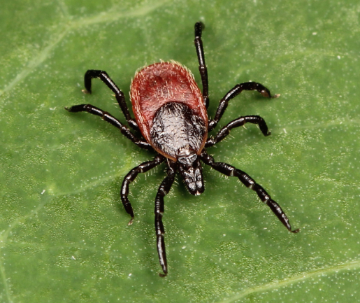 western black legged tick